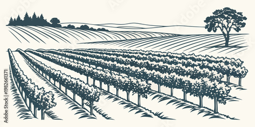 Rustic monochrome graphic art of a vineyard at sunrise or sunset featuring rows of grapevines and a lone tree on rolling hills vineyard grapevines landscape monochrome illustration