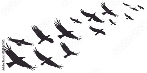 Group of large crow silhouettes flying in formation isolated on white background with silhouette wildlife isolated migration collection illustration monochrome creature decoration