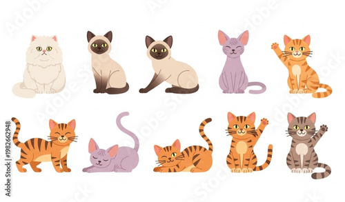 Cute flat cartoon cat breeds set with Persian Siamese Sphynx Bengal and tabby in playful poses isolated on white