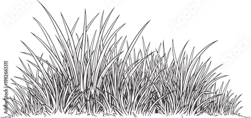 Black and white of dense green grass blades nature