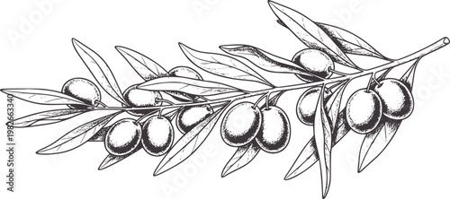 Black and white of an olive branch with olives and leaves fruit