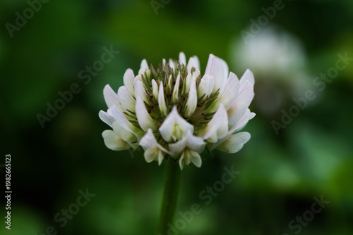 A solitary white clover flower blooming in a field, captured in a detailed close-up with a soft bokeh background.