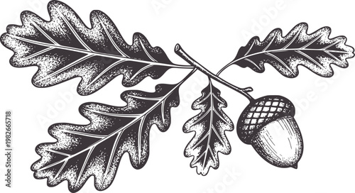 Dark grey oak leaves and acorn white branch nature