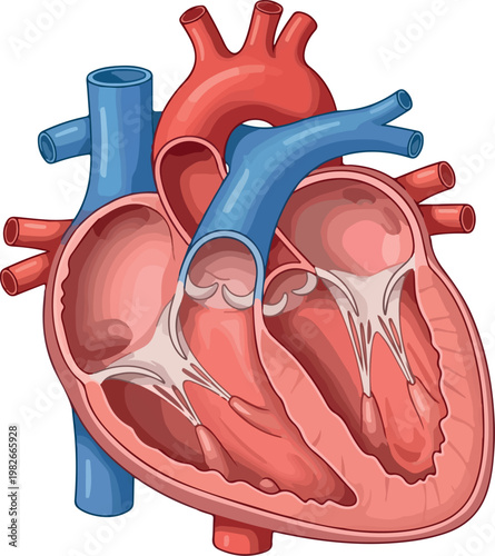 Human Heart Anatomy Cross-Section Diagram