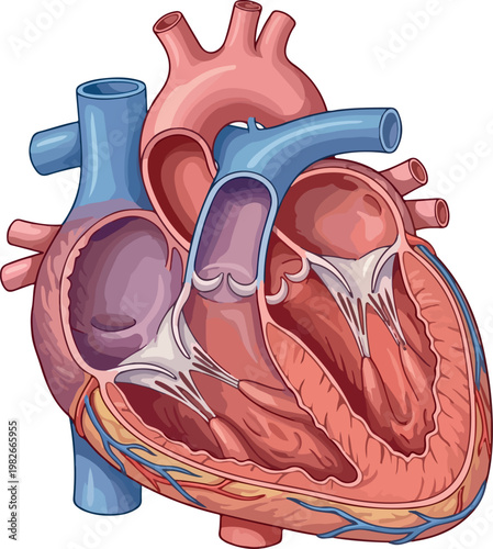 Human Heart Anatomy Cross Section Diagram