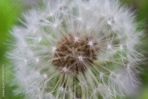 A fragile dandelion clock in an extreme macro shot, capturing the intricate details of seeds ready to fly.
