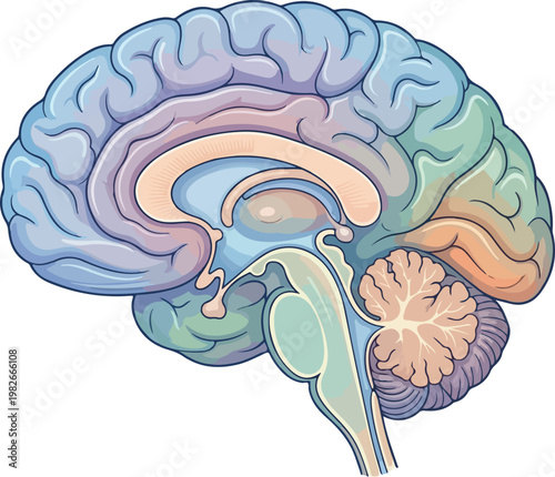Принти на полотні Colorful Sagittal Section of Human Brain Anatomy Diagram