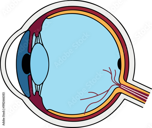 Human Eye Anatomy Cross Section Diagram Showing Internal Structures