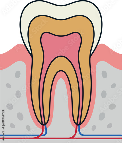 Detailed Human Tooth Anatomy Diagram Cross Section