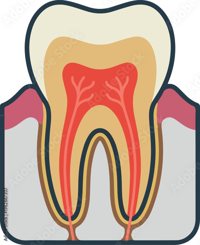 Human Tooth Anatomy Cross Section Flat Design Icon