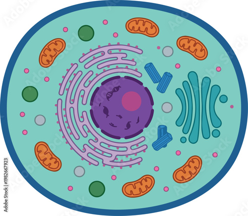 Detailed Vector Diagram of an Animal Cell with Key Organelles