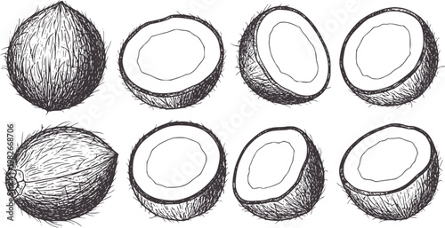 Hand drawn of whole and halved coconuts in dark grey fruit