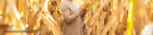 Farmer at corn crop harvest in village. Agriculture harvesting farm. Maize cultivation. Corn crop. Maize harvest farming. Harvest crop in cornfield. Organic maize field, selective focus