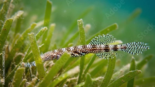 Colorful fish swimming through sea grass.