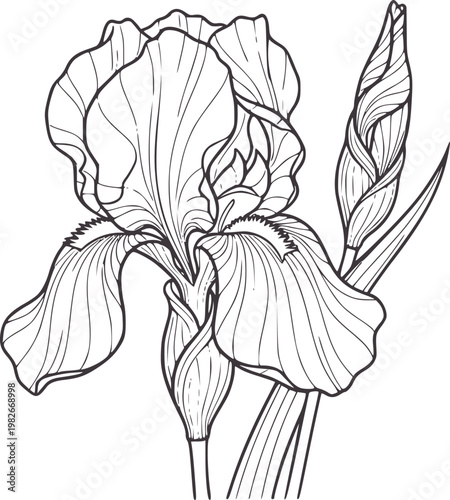 Line of a blooming iris flower and a bud botanical
