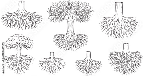 Six line of tree trunks and root systems roots nature organic growth