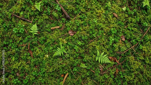 Forest Floor Moss Texture Close-up with Ferns and Twigs