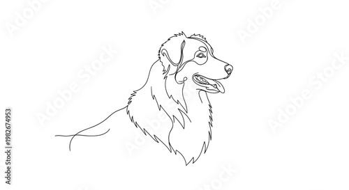 Australian shepherd dog portrait line drawing on minimalist gray background