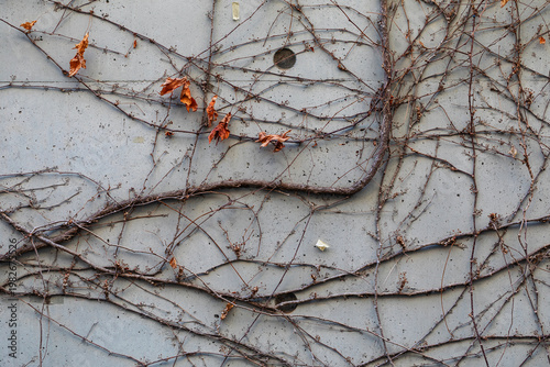 dried ivy vines creeping on grey concrete wall background