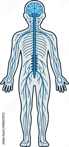 Human Nervous System Diagram