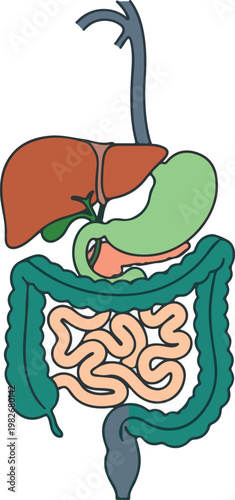 Digestive System Anatomy - Simplified Organ Diagram