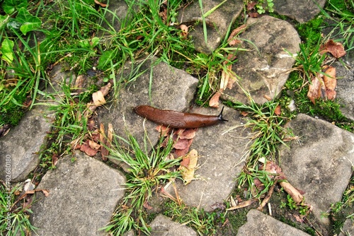 A brown slug on a stone path with green grass and dry leaves. Large gastropod crawls in a garden. Top view of the slimy mollusk in its habitat. Natural wildlife photo of an invertebrate creature