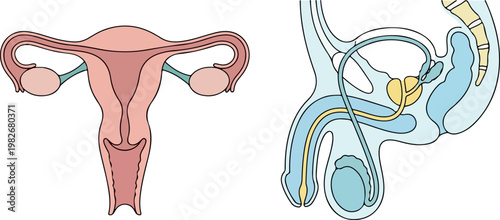 Diagram Of Human Reproductive Systems