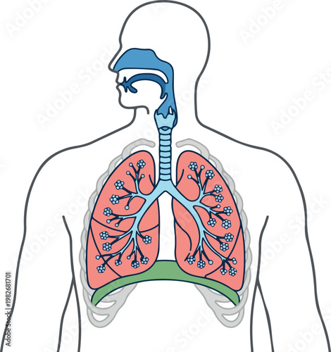 Human Respiratory System Diagram with Lungs Trachea and Diaphragm