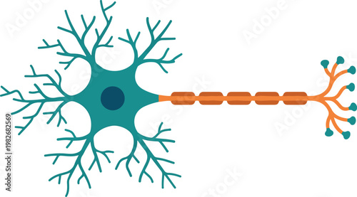 Human Neuron Nerve Cell Structure Diagram