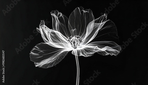 A delicate flower with petals and a slender stem against a dark background