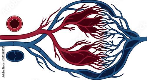 Human Circulatory System Capillary Network Diagram with Blood Cells