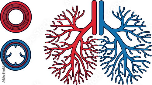 Human Lungs Anatomy Diagram with Bronchial Tree Arteries Veins and Airway Cross-Sections