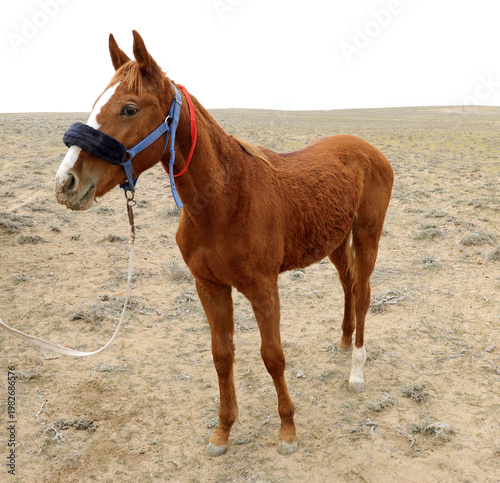 portrait of a brown horse