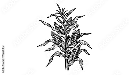 Title:
Hand drawn maize plant sketch vector with corn stalk leaves and cobs detailed botanical illustration