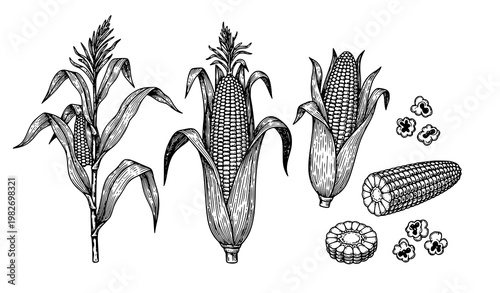Title:
Hand drawn sweet corn engraving vector set with maize plant cobs kernels and popcorn isolated on white
