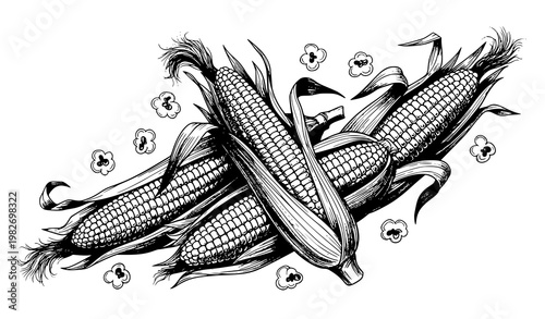 Title:
Hand drawn sweet corn sketch vector with maize plant cobs and popcorn artistic organic illustration