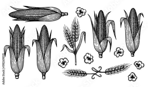 Title:
Vintage corn clip art engraving vector with decorative maize cobs popcorn and grain elements black white