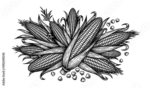 Title:
Hand drawn vintage corn cluster engraving vector with maize stalks leaves and cobs black white illustration