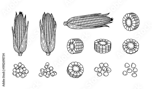 Title:
Hand drawn corn set vector with maize slices kernels and cob line art icons isolated on white