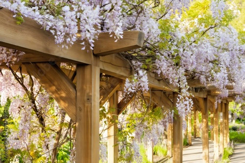 Wisteria flowers blooming over wooden pergola structure