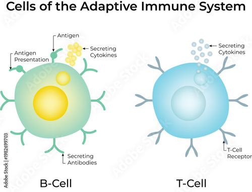 Adaptive Immune System B-Cell and T-Cell Diagram