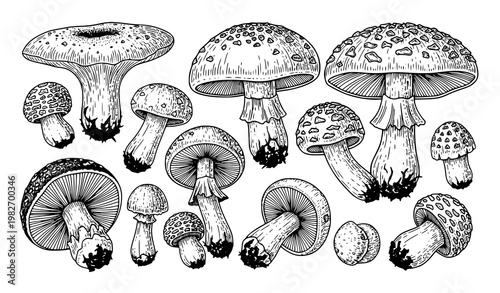 Vintage forest mushroom illustration vector set with hand drawn black and white fungi collection