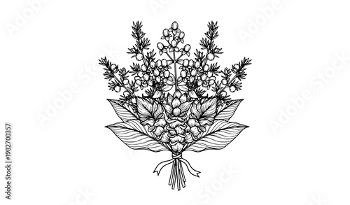 Hand drawn herbal bouquet vector set with juniper hypericum and turmeric in black and white botanical style