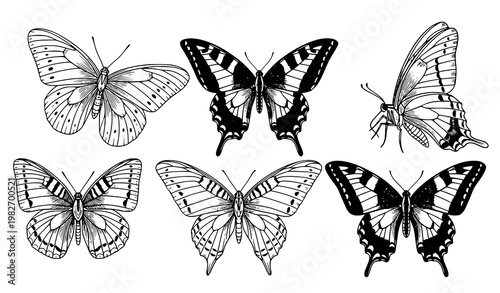 Hand drawn butterfly line art vector set with swallowtail species collection in black and white