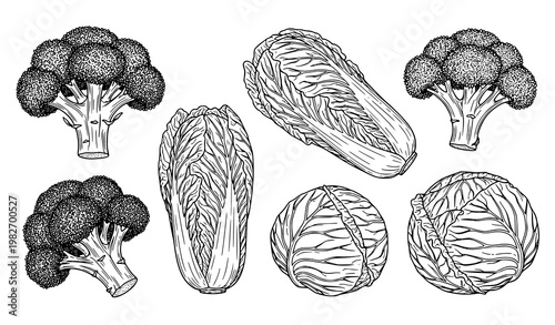 Hand drawn vegetable line art vector set with broccoli Chinese cabbage and cabbage in black and white