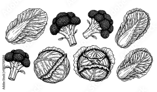 Vintage vegetable illustration vector set with hand drawn broccoli Chinese cabbage and cabbage in black and white