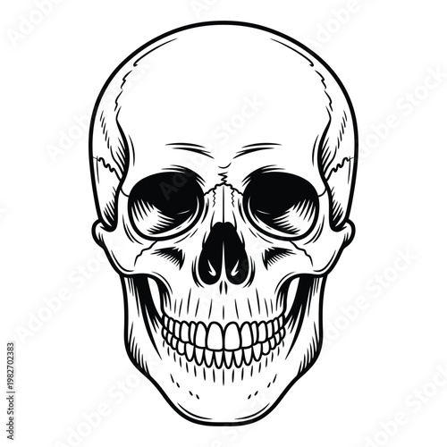 An illustration of a smiling human skull with a detailed depiction of its bone structure