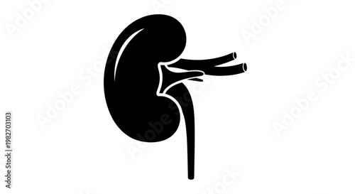 A stylized black silhouette depicting a human kidney and its associated vessels