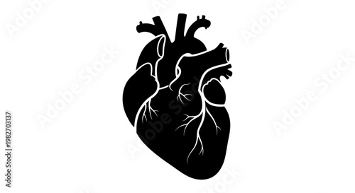 Anatomical illustration of a human heart in stark black and white
