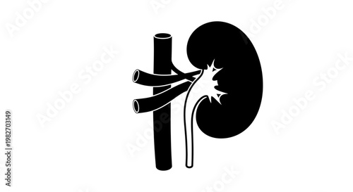 Simple black and white illustration of a human kidney with connected vessels